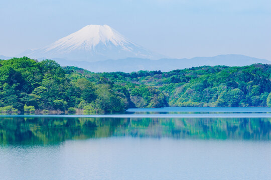 Fototapeta 新緑の狭山湖と富士山2