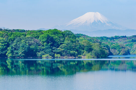 Fototapeta 新緑の狭山湖と富士山1