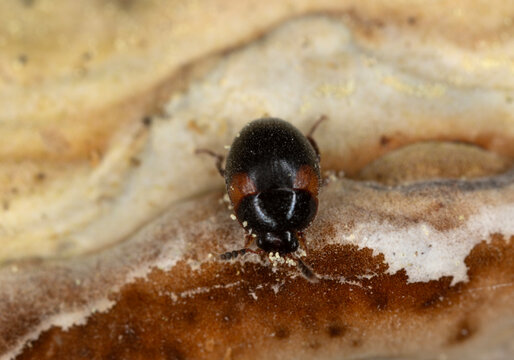Round fungus beetle, Anisotoma humeralis feeding on polypore
