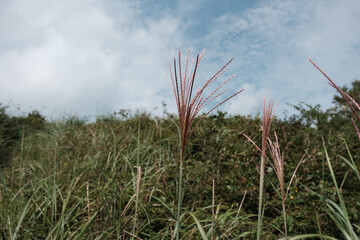 대한민국 한국 제주의 원시림 곶자왈의 녹색 나무와 우거진 숲을 관찰할...