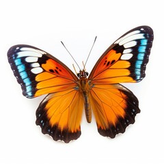 animal butterfly insect bug white background cutout, Generative AI 