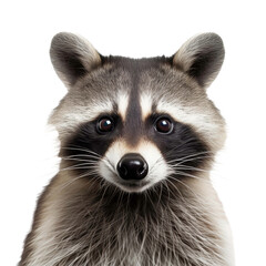 raccoon face shot isolated on transparent background cutout