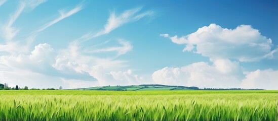 European landscape with green wheat field in late Spring early Summer under blue sky with clouds and copy space gradient background