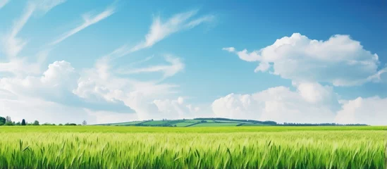 Foto auf Acrylglas Gras European landscape with green wheat field in late Spring early Summer under blue sky with clouds and copy space gradient background