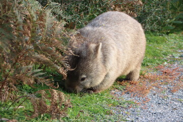 Bare-nosed Wombat (Vombatus ursinus), aka Common Wombat, Wilsons Promontory National Park, Victoria, Australia.