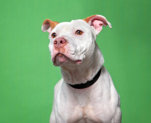 Obraz premium cute dog on an isolated background