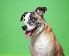 cute dog on an isolated background