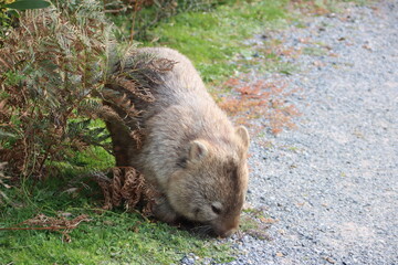 Bare-nosed Wombat (Vombatus ursinus), aka Common Wombat, Wilsons Promontory National Park, Victoria, Australia.
