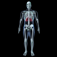 Human skeleton anatomy for medical concept 3D rendering
