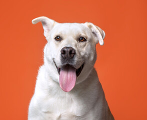 cute dog on an isolated background