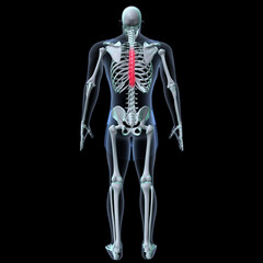 Human skeleton anatomy for medical concept 3D rendering
