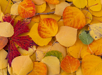 Fallen Aspen Leaves, Carpet of Gold