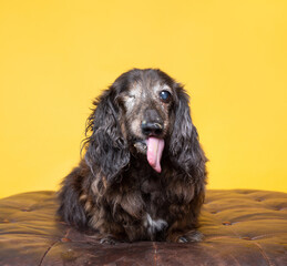 cute dog on an isolated background
