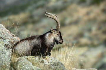 wild male in the mountains spain