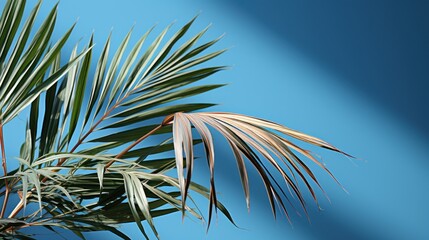 palm leaves on light blue wall