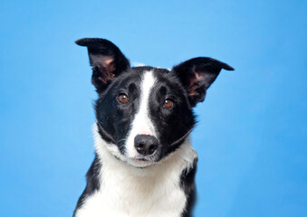 cute dog on an isolated background