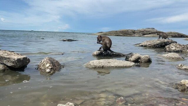 Macaque monkey eating shellfish near rocky stone river with blue sky landscape nature view. Animal concept