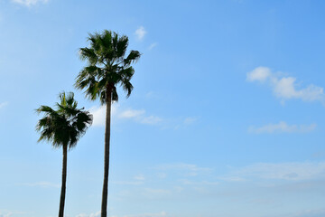 Obraz premium 青空とヤシの木