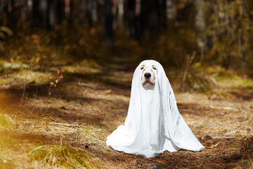 A Halloween greeting card. Beagle dog wearing a ghost costume sitting in the autumn forest.