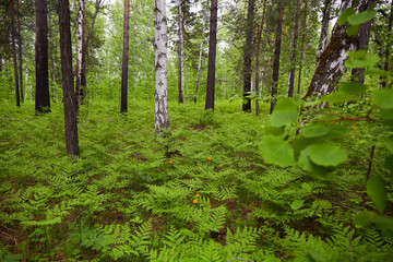 Summer forest landscape. Dense mixed forest: aspens, birches, pines and ferns.