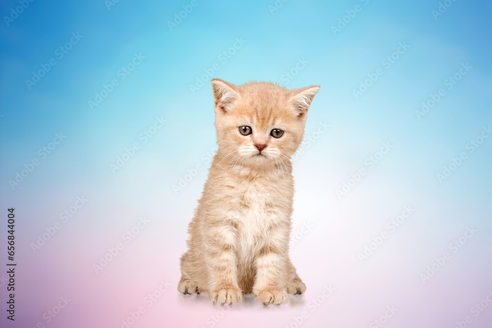 Sticker cute small pet kitten on background