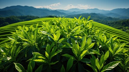 photo of green rice in fertile rice fields