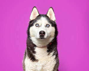 Obraz premium cute dog on an isolated background