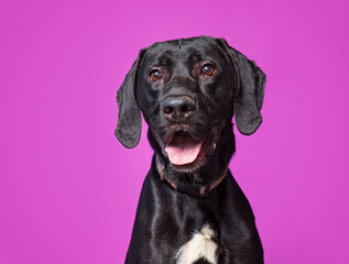 cute dog on an isolated background