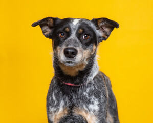 cute dog on an isolated background