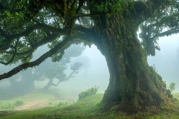 Store enrouleur occultant Forêt des fées Fanal forest , old mystical tree in Madeira island, Unesco