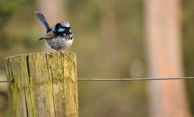 Superb Blue Wren on Fence