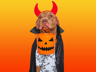 Charming, lovable dog and Count Dracula costume. Isolated background. Close-up, indoors. Studio...
