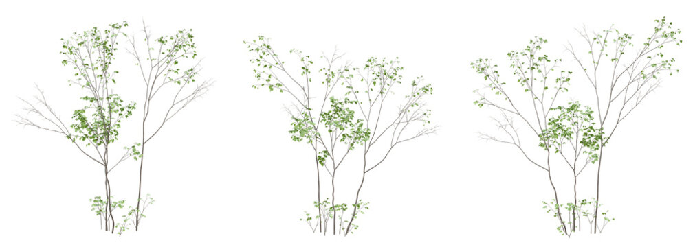 3d render of birch tree on transparent background