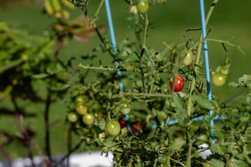 Grape Tomatoes