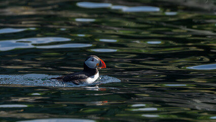 puffin in water © Damien