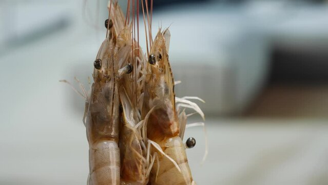 A close-up of a shrimp