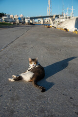 港でこちらを見つめる猫