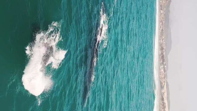 The southern right whales breach, Eubalaena australis. Mother and calf of the Right Whales swim near Brazilian shore near the town of Imbituba. The calf breaches and falls with splash