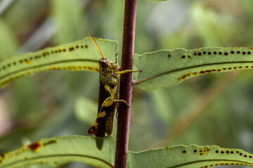 Grasshopper In Natural Life's
