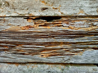 Closeup wooden wall damaged by termite, termite treatment, house damage