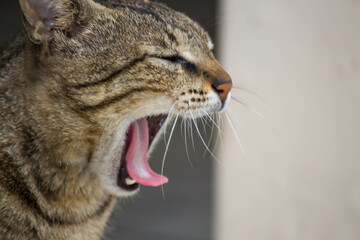 Close-up portrait of a cat yawning. Shallow depth of field. Closed eyes open mouth with tongue out.