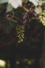 Ripe fresh juicy green grapes in farms on a vine in the vineyard. Selective focus.