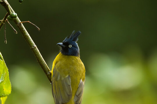 Close-up Portrait Of Black-crested Bulbul (Pycnonotus Goiavier) Sitting On A Branch With  Bokeh Green Backgroun