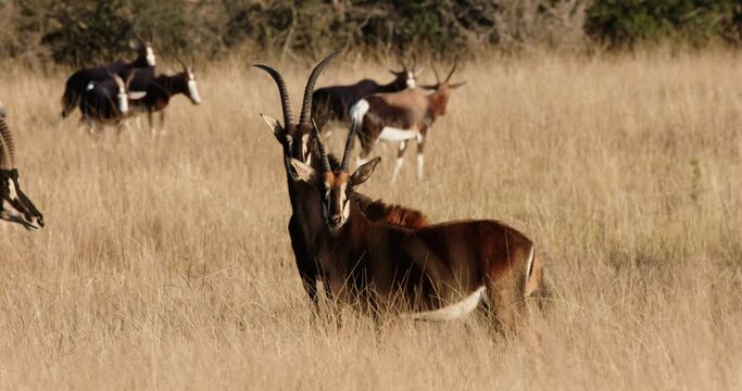 Two sable antelope standing in a herd of blesbok on the dry grasslands of africa