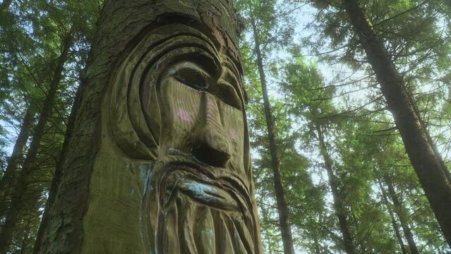 Face carved into pine tree trunk in secluded forest with background trees swaying in the breeze on summer day and very slow pan. Half stop pro mist filter. Lancashire, England, UK.