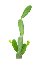 Deurstickers Cactus cactus leaves plants isolated