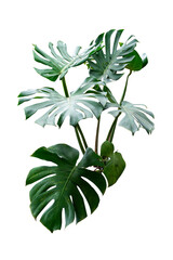 monstera leaves plants isolated