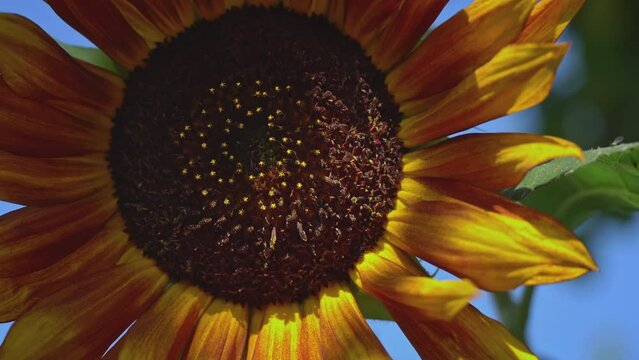 Close-up of a sunflower on which a bee sits. A large field with sunflowers that are pollinated by bees in the summer. Sunflower with golden petals. A bee sits on a flower and collects nectar.
