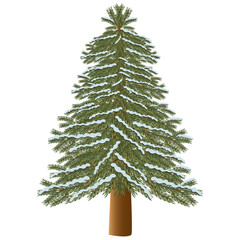 christmas tree, snow on the fir tree, brunch