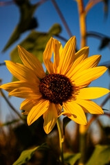 sunflower in the garden